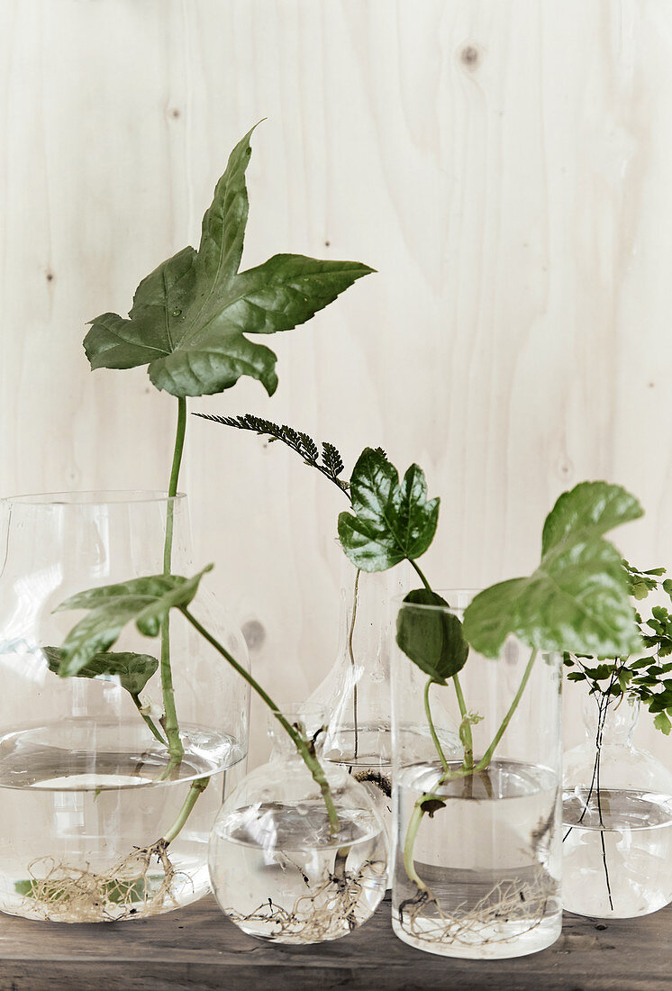 Leaves and cuttings with new roots in glass vases of water