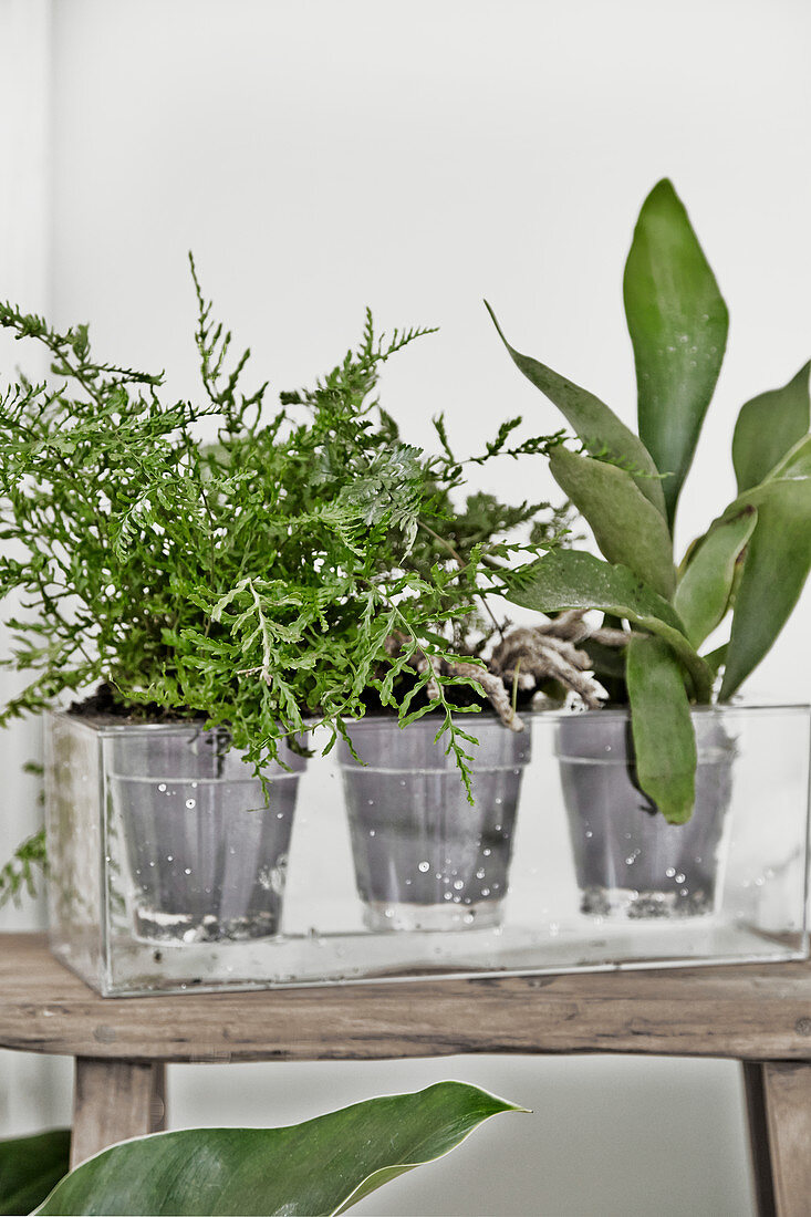 Pflanzen in transparenten Töpfen in einer rechteckigen Glasvase