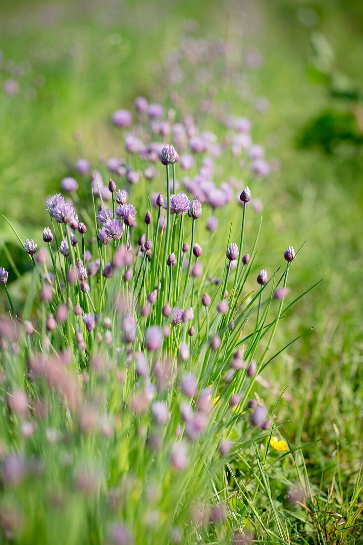 Blossoming Chives Growing Outdoors