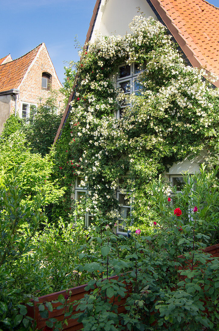 Fassade eines alten Hauses mit üppigem Rosenschmuck eingerankt