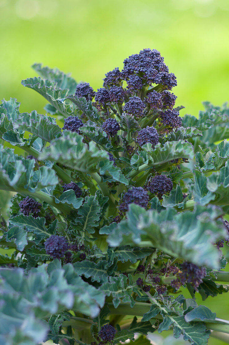 Violetter Sprossen-Brokkoli (Brassica oleracea var. italica) an der Pflanze