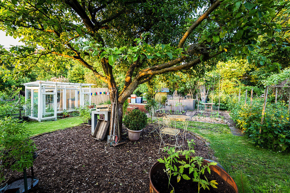 Garden With Apple Tree, Greenhouse And Raised Beds