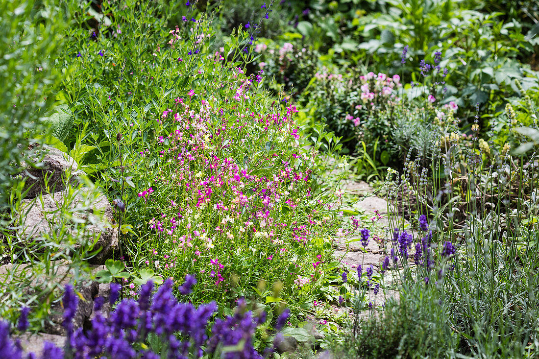 Garden path lined by beds of lavender, salvias and Moroccan toadflax (Linaria maroccana)