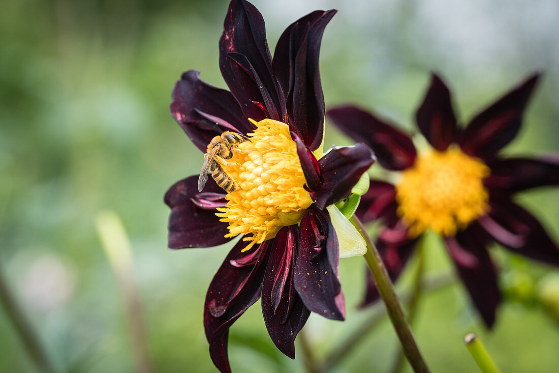 Wildbiene auf Dahlienblüte (Honka black)