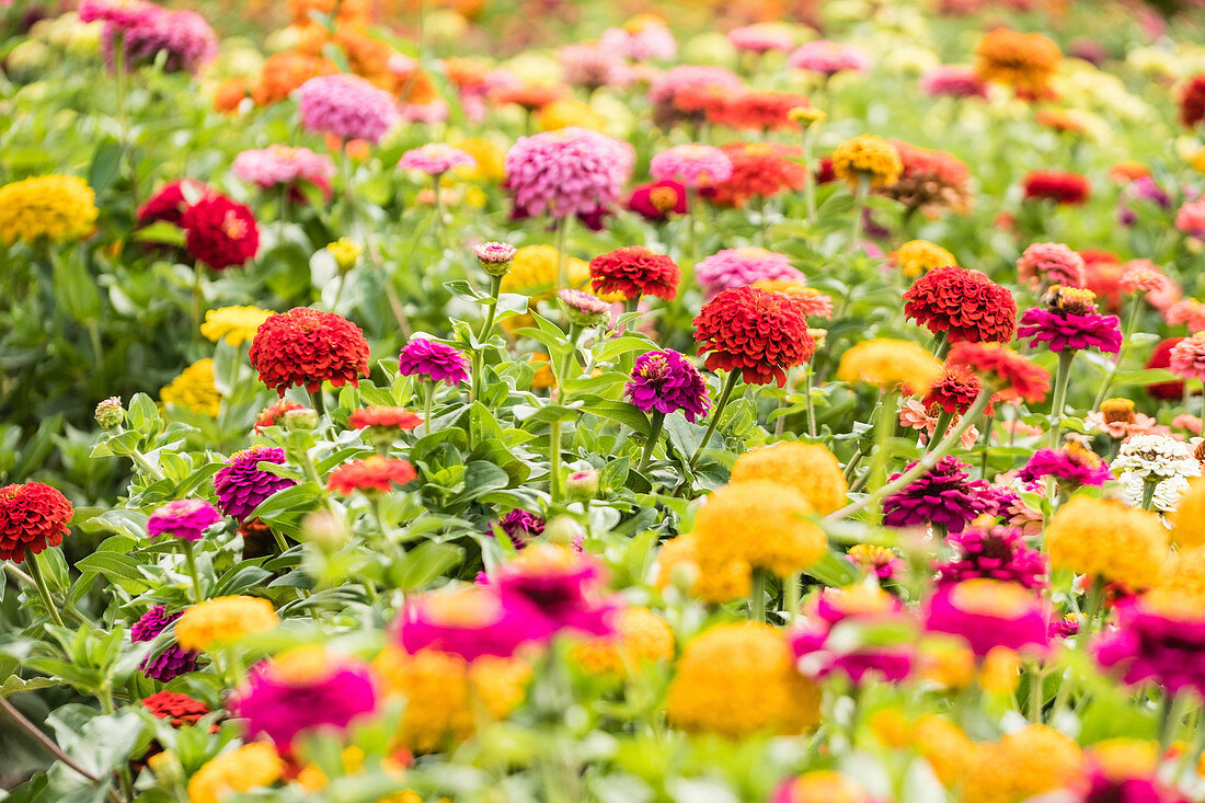 Bed of colourful double zinnias