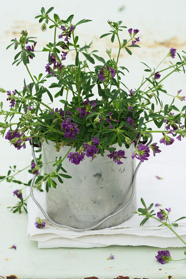 Purple-flowering alfalfa (Medicago sativa) planted in metal bucket
