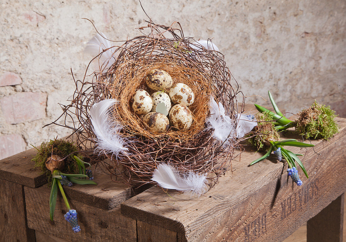 Nest aus Mühlenbeckiaranken mit Wachteleiern und weißen Federn