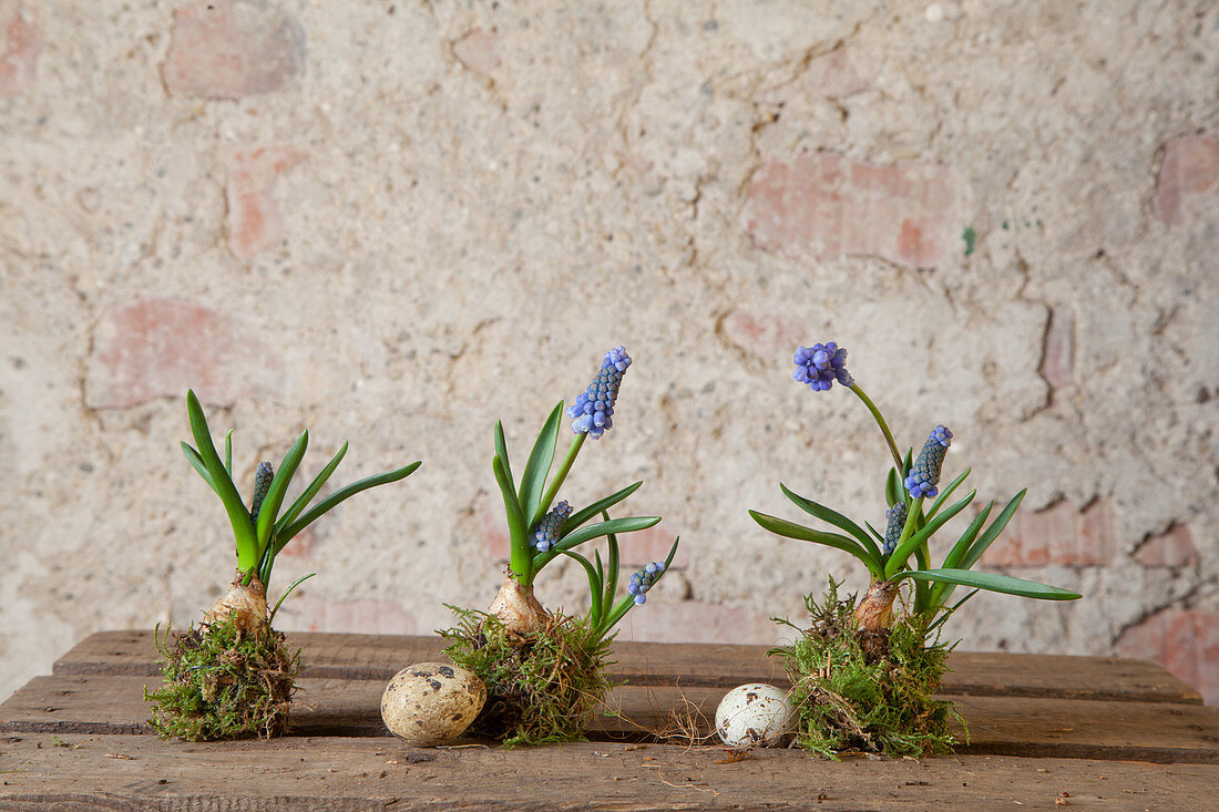 Three grape hyacinth bulbs wrapped with moss