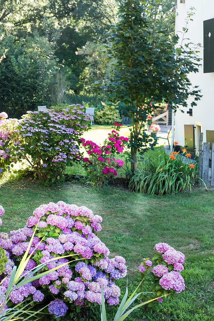 Blühende Hortensien im Garten, im Hintergrund Sommerblumen vor Haus
