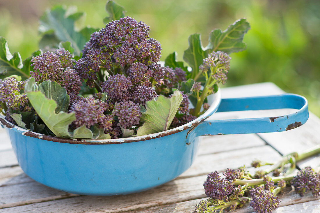 Frisch geernteter, violetter Sprossen-Brokkoli in einem Sieb