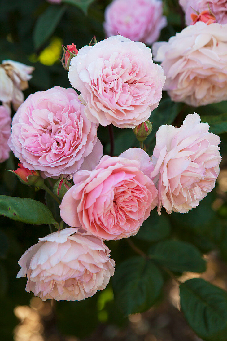 Rosa blühende Rosen im Garten