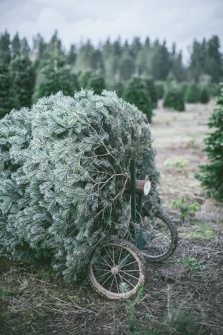 Abgeschnittener Weihnachtsbaum in einer Baumfarm