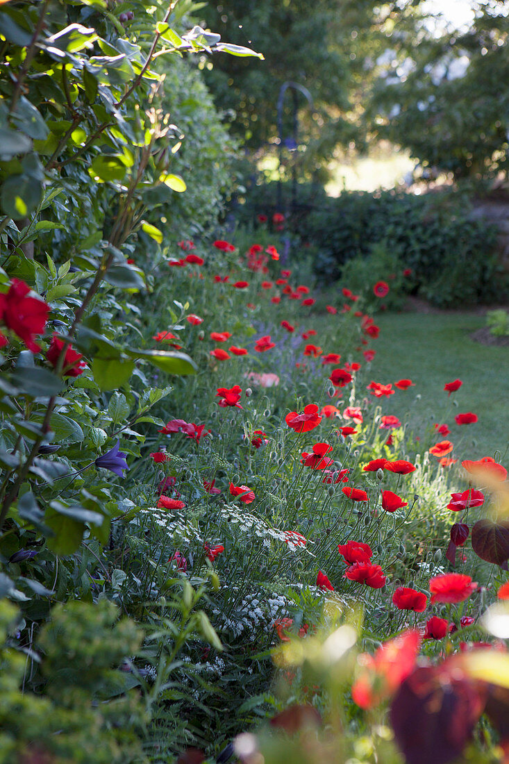 Poppies in the landscape garden