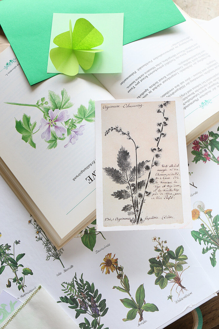 Gefaltetes Kleeblatt aus Papier auf botanischen Zeichnungen