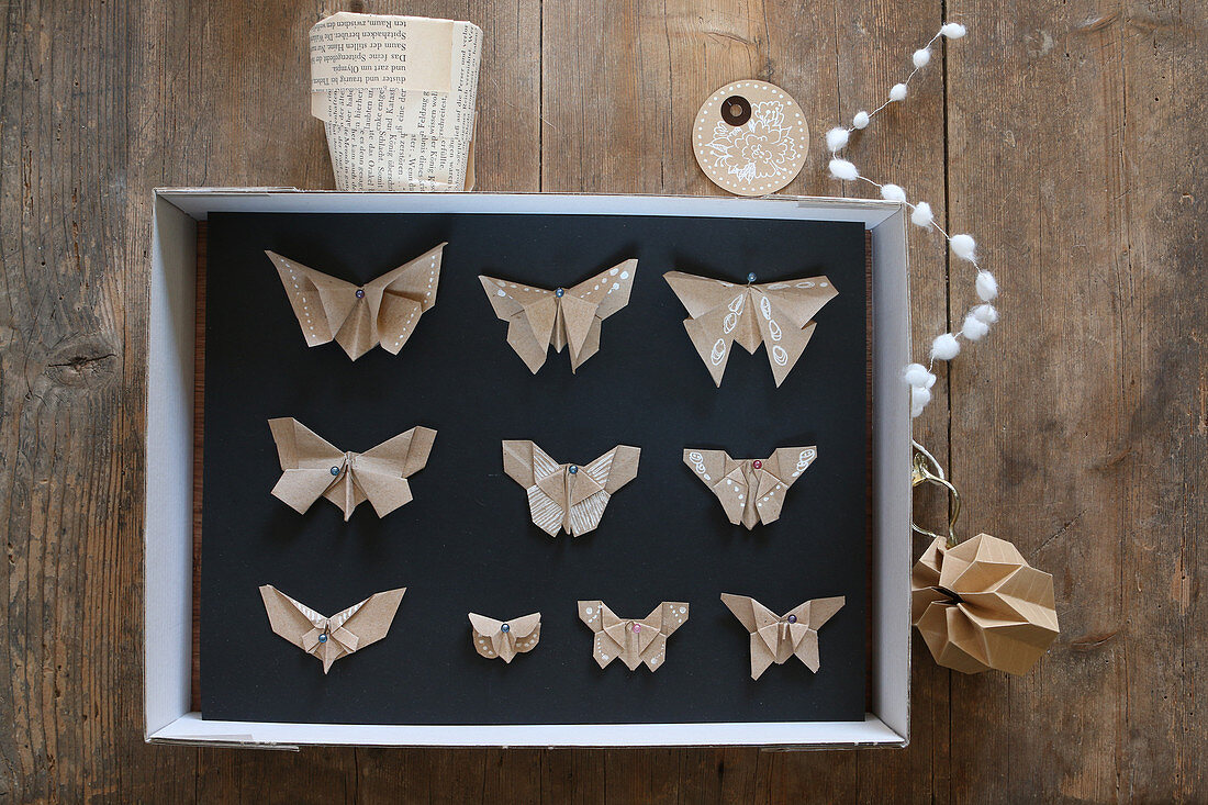 Schaukasten mit aufgepinnten Schmetterlingen aus Papier