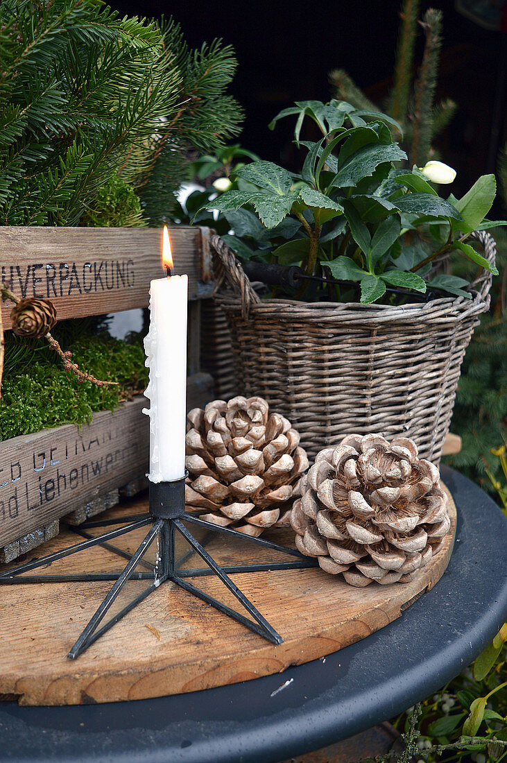 Vorweihnachtliches Arrangement mit Christrose, Kerze und Pinienzapfen