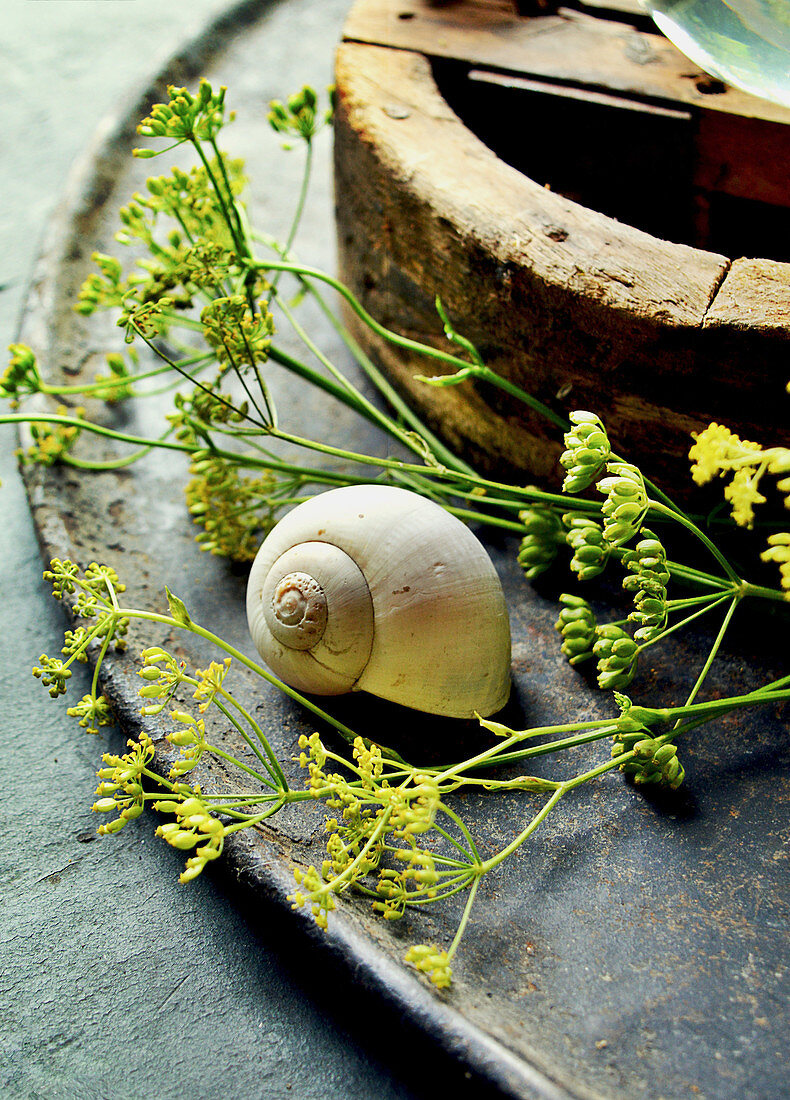 Seed Of Fennel With Snail Shell