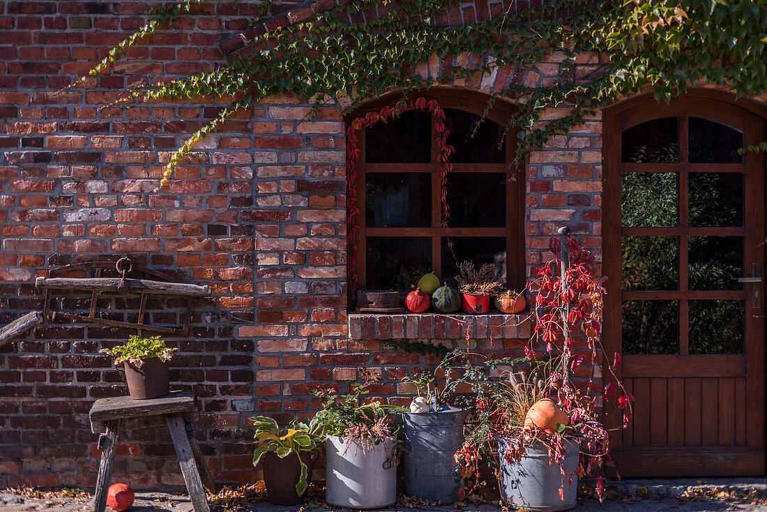 Herbst-Arrangement mit großen Zinkkübeln, wildem Wein und Kürbis am Hauseingang