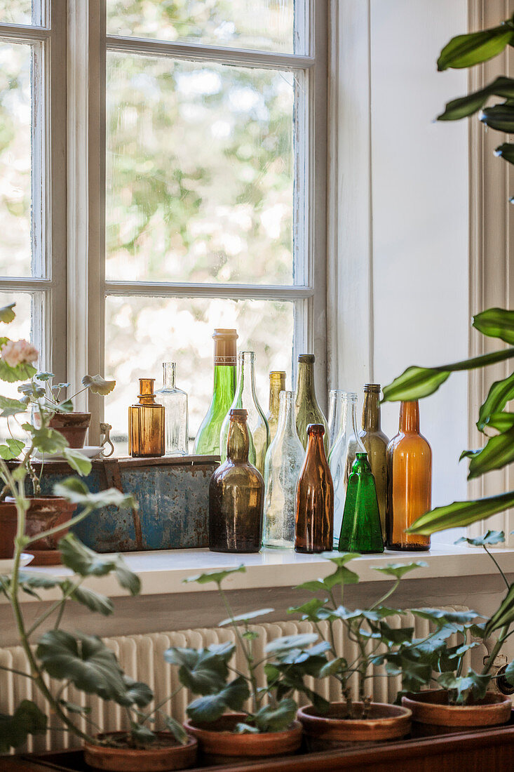 Collection of vintage bottles on window sill above plants on table