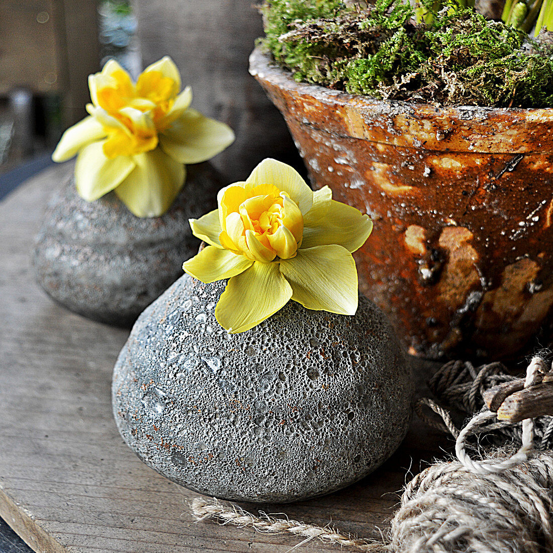 Daffodil Flowers Single In Stone Vases