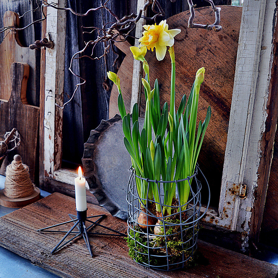 Driven Daffodils In The Wire Basket