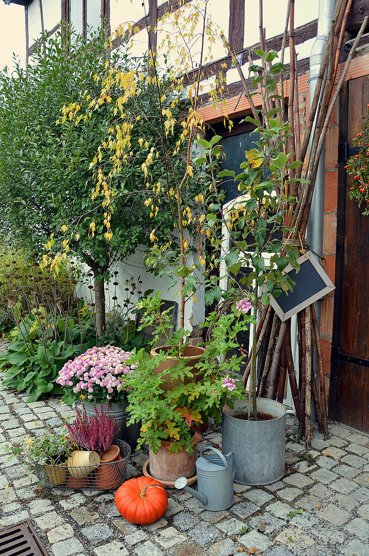 Herbst - Arrangement mit Chrysantheme, Duftgeranie, Heide und Kürbis
