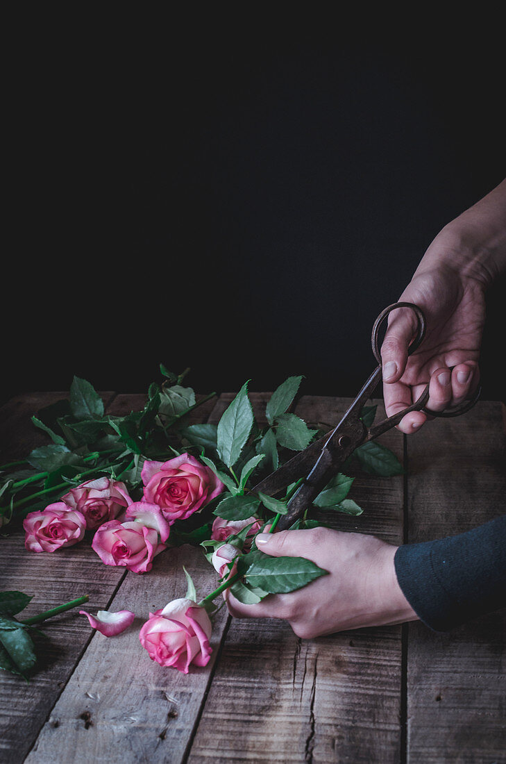 Hands holding scissors cutting leaves from pink roses