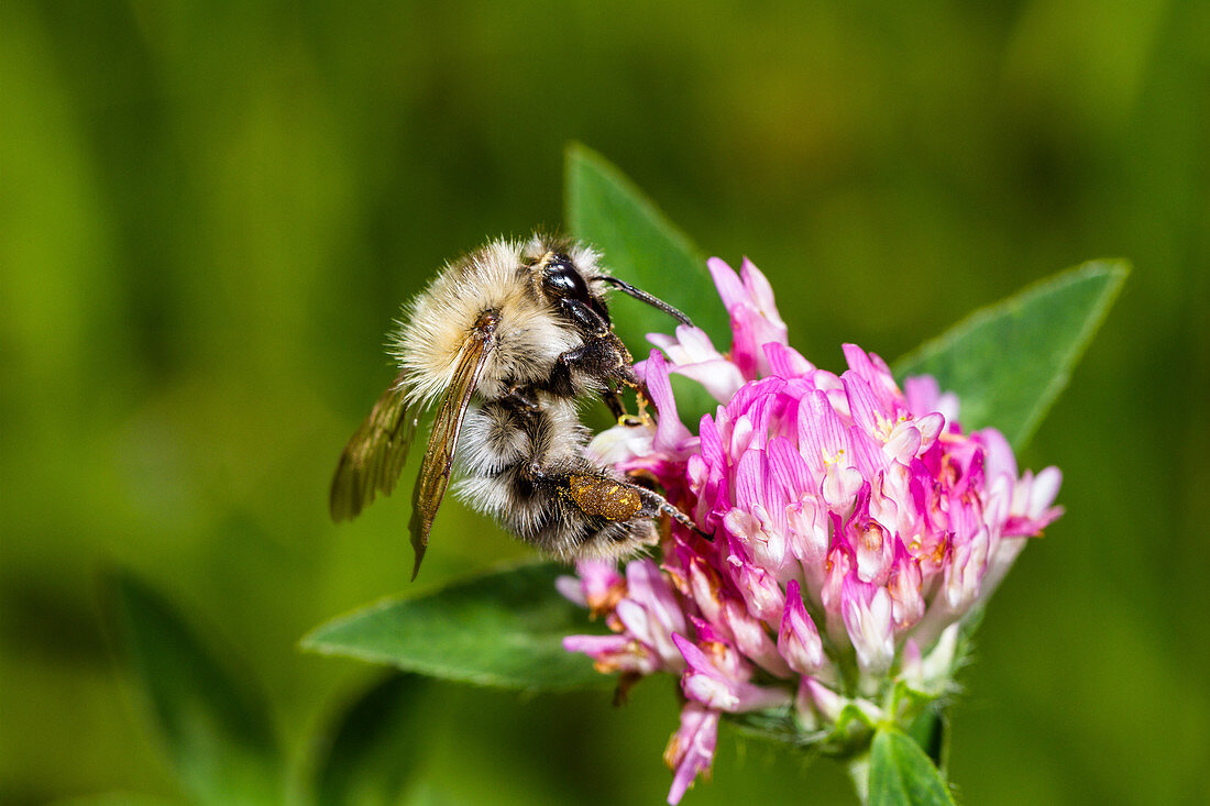 Pelzbiene auf Blüte