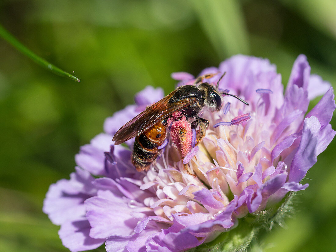 Wildbiene auf Acker-Witwenblume Blüte von Skabiose