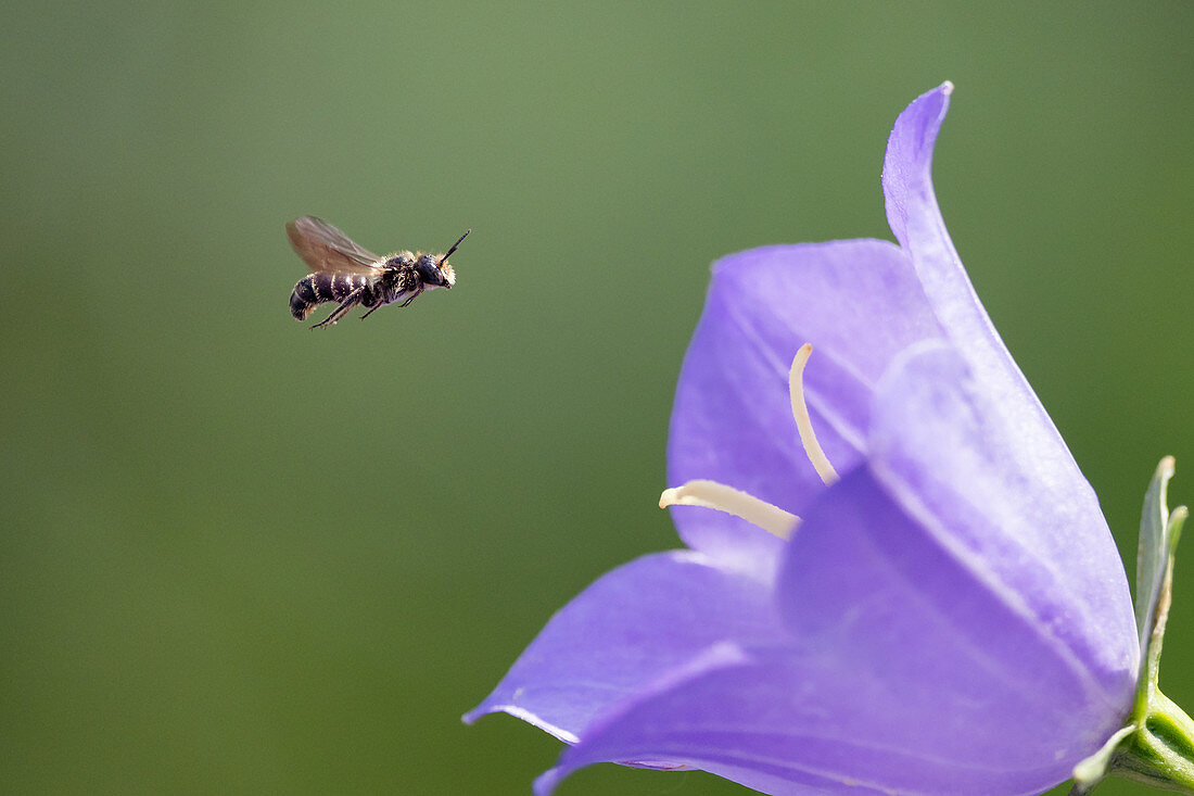 Wildbiene im Anflug auf Glockenblume