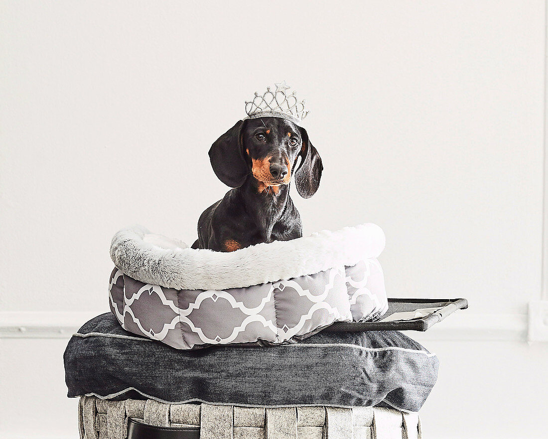 Dachshund with crown in dog basket