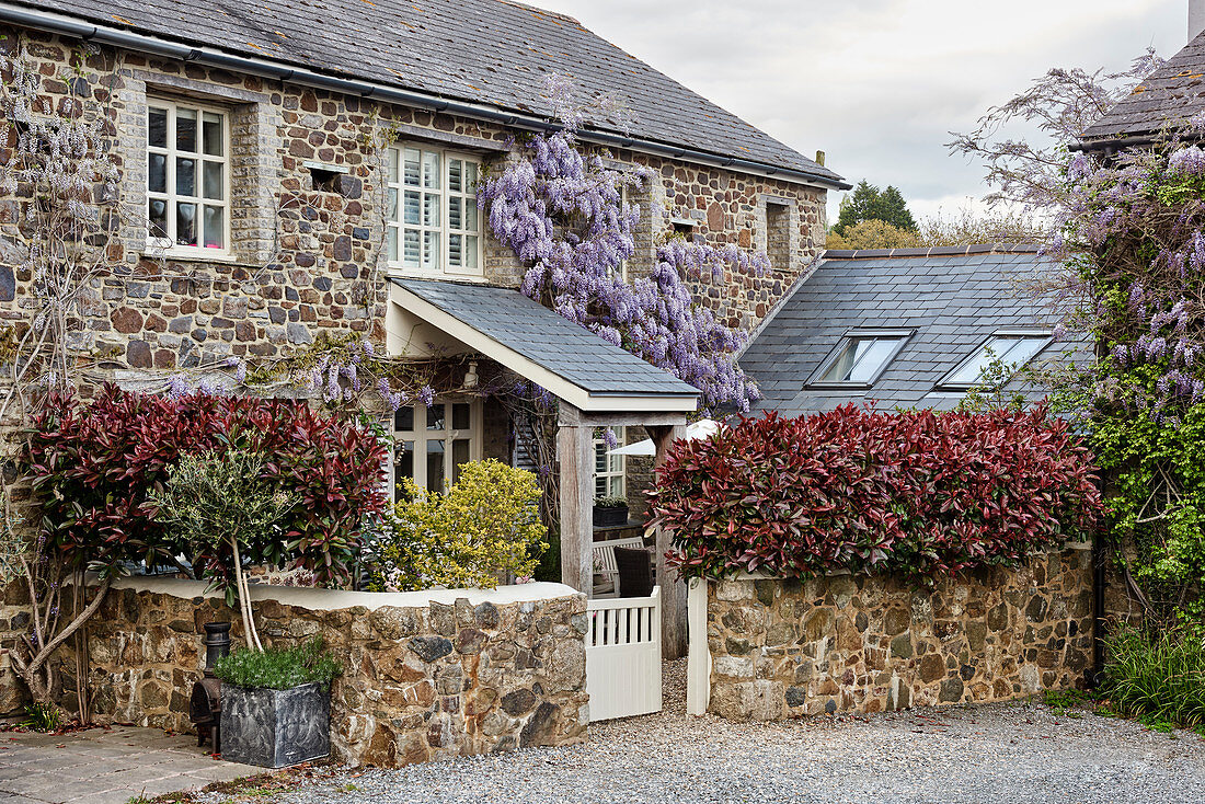 Wisteria growing on facade of stone house
