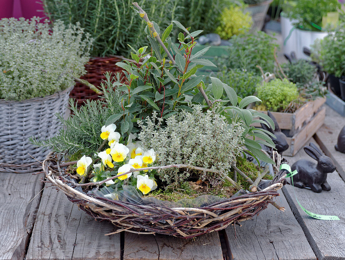 Basket planted with lemon thyme, violas, bay, rosemary and sage