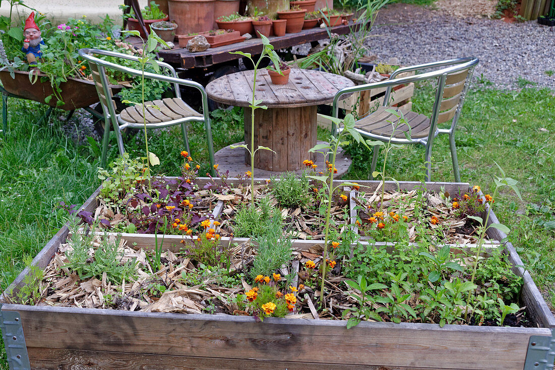 Urban gardening: herbs and summer flowers in raised bed