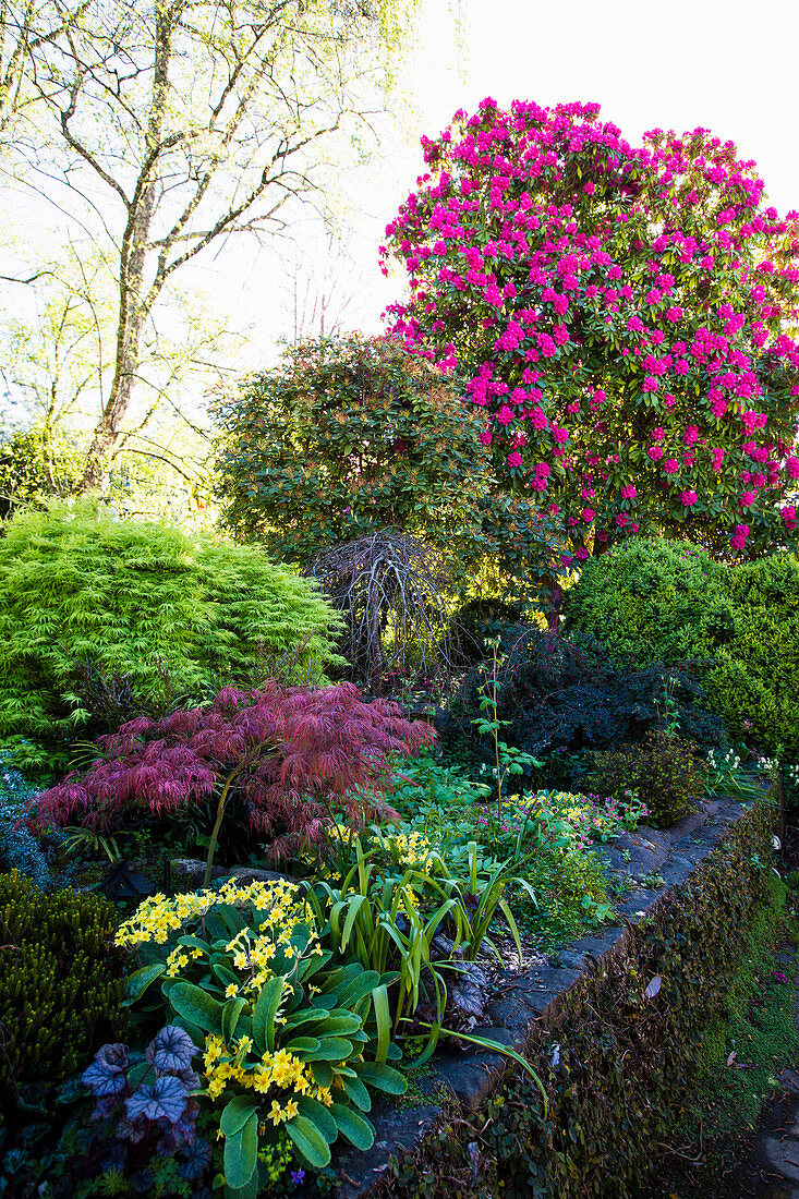 Hornbeam, Japanese maple and rhododendron in the garden