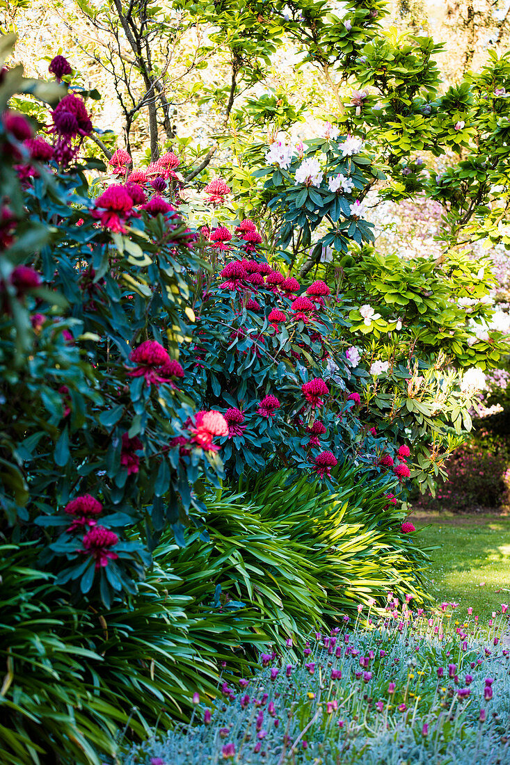 Blühender Rhododendron im Garten