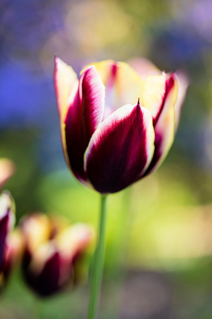 Blühende Tulpe im Garten
