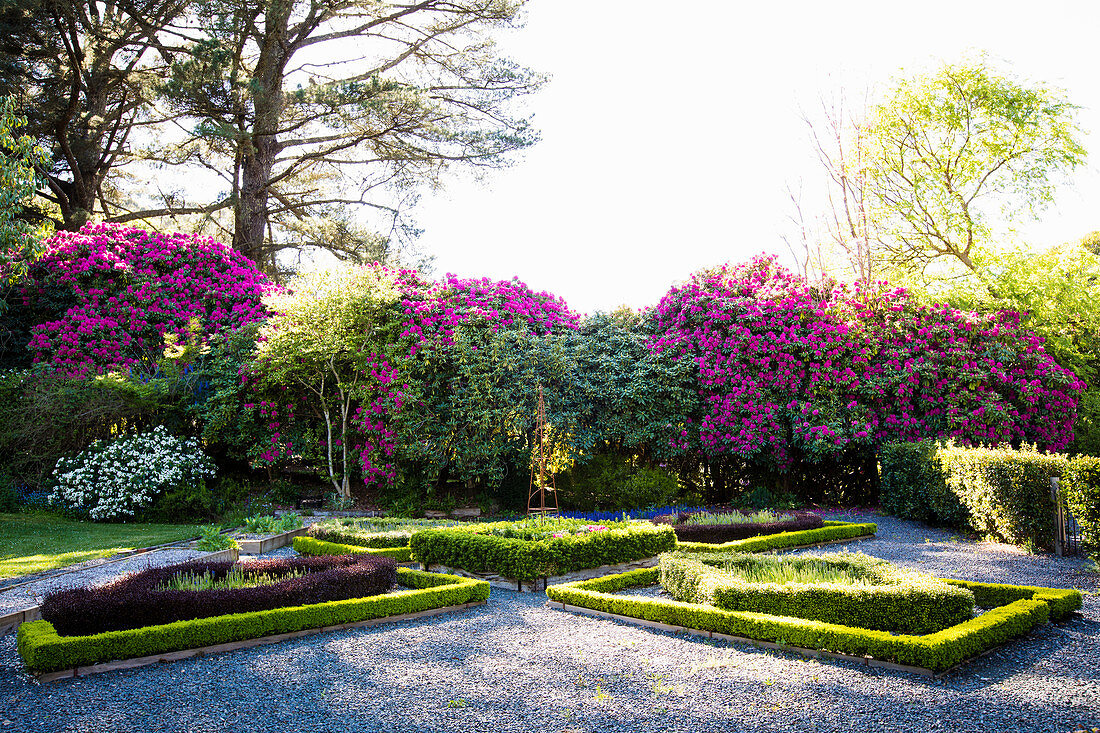 Beete mit Buchseinfassung und blühender Rhododendron im Garten