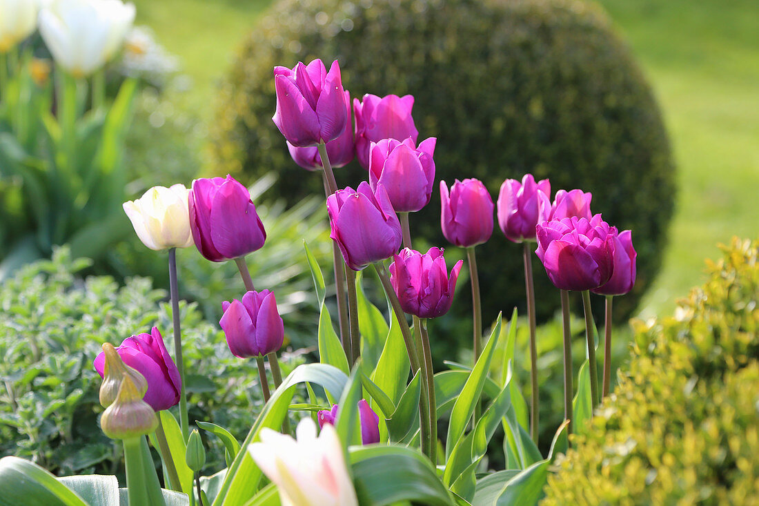Violett und weiß blühende Tulpen im Beet