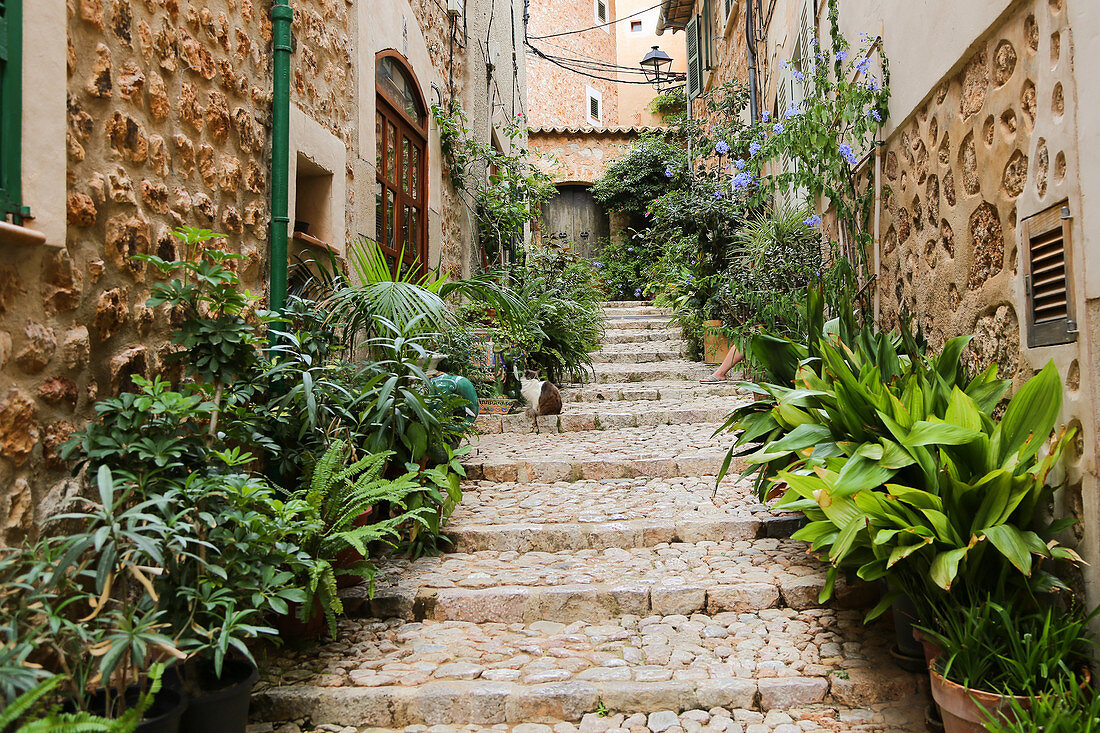 Pflanzengesäumte Steintreppe zwischen mediterranen Häusern