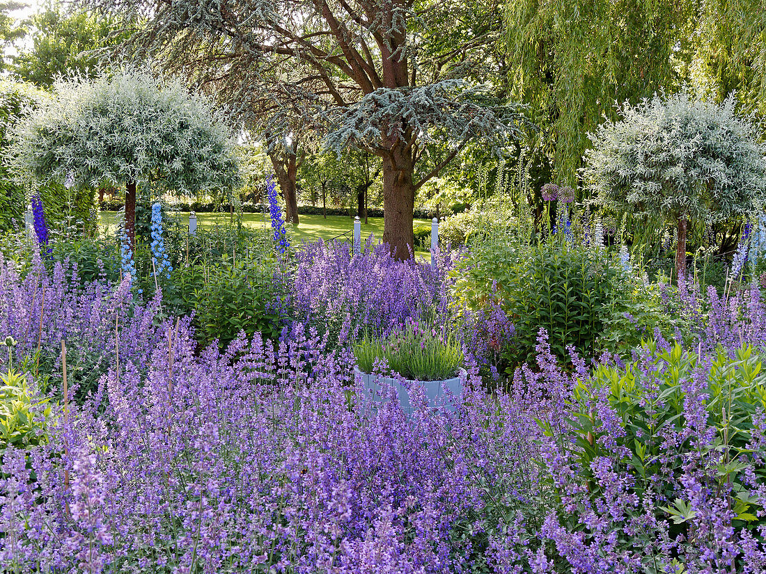 Garden with catnip, larkspur and willow stems