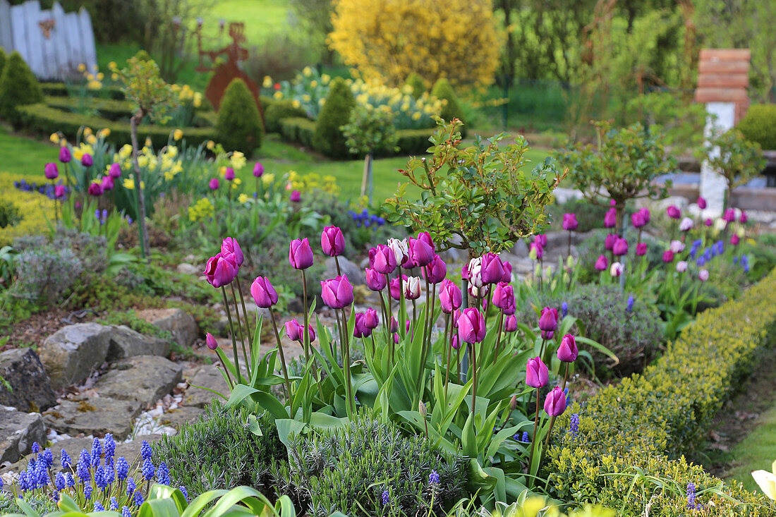 Spring bed with tulips