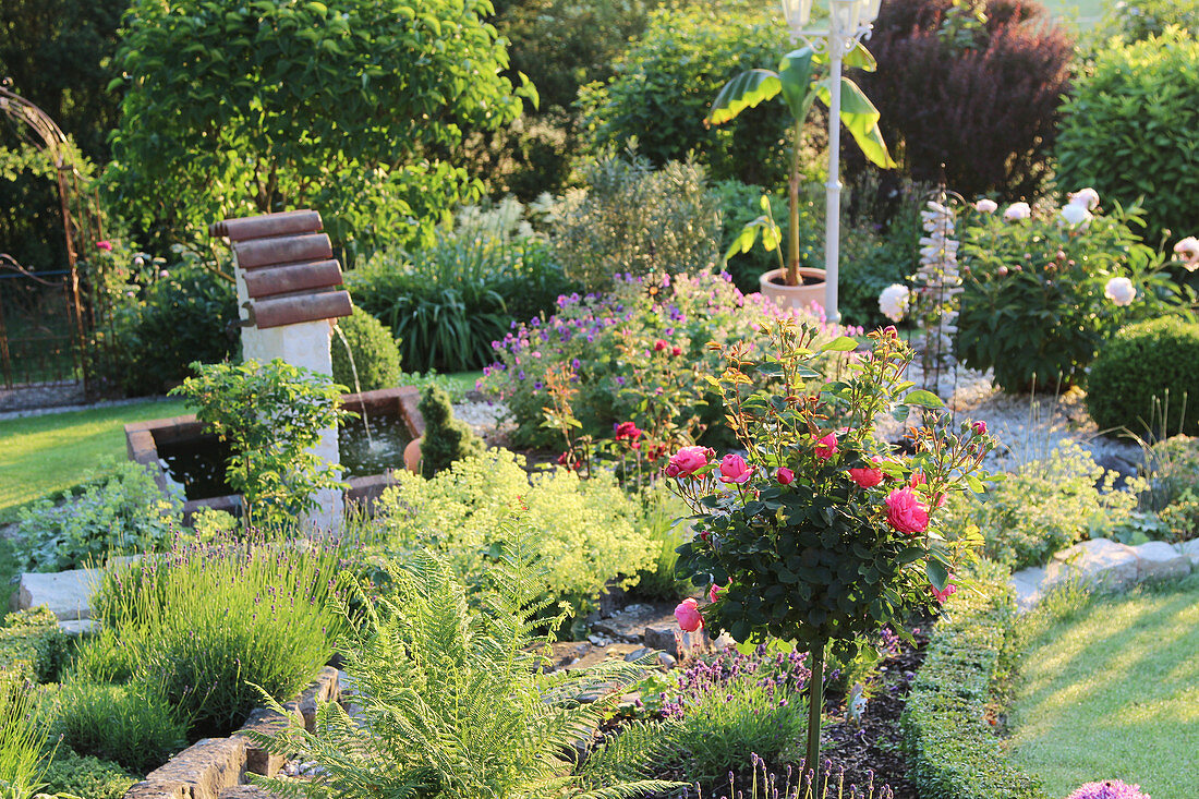 Garden with stem rose, lavender, lady's mantle, fern and fountain