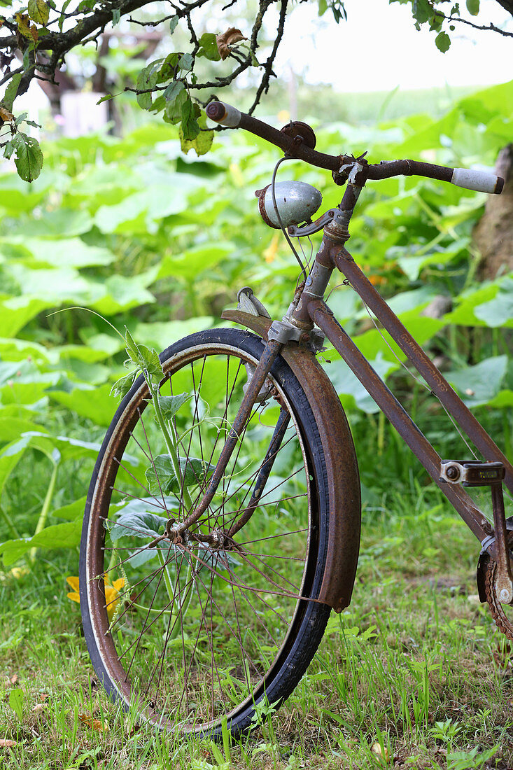 Altes, rostiges Damenrad im Garten Bild kaufen