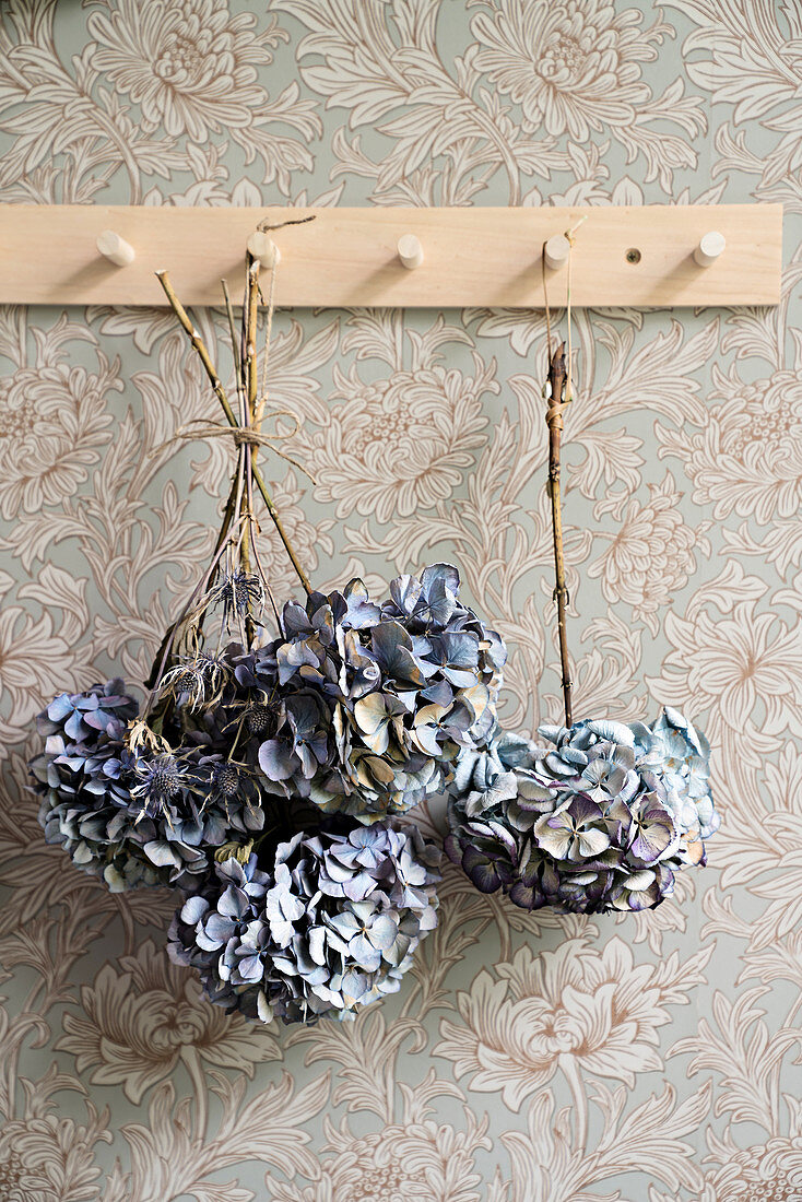 Dried blue hydrangeas hung from coat pegs