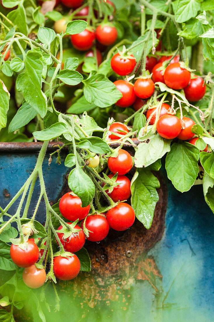 Traffic light tomatoes 'raspberry rose' in a tub