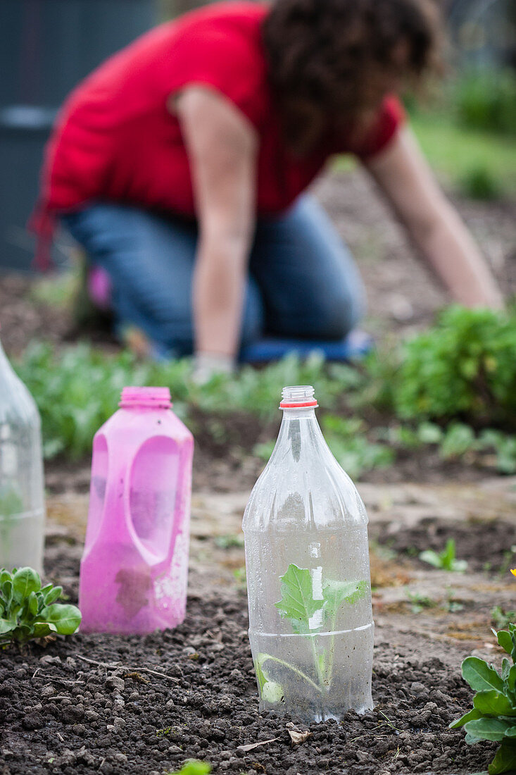 Kohlrabi plants protected under plastic bottles