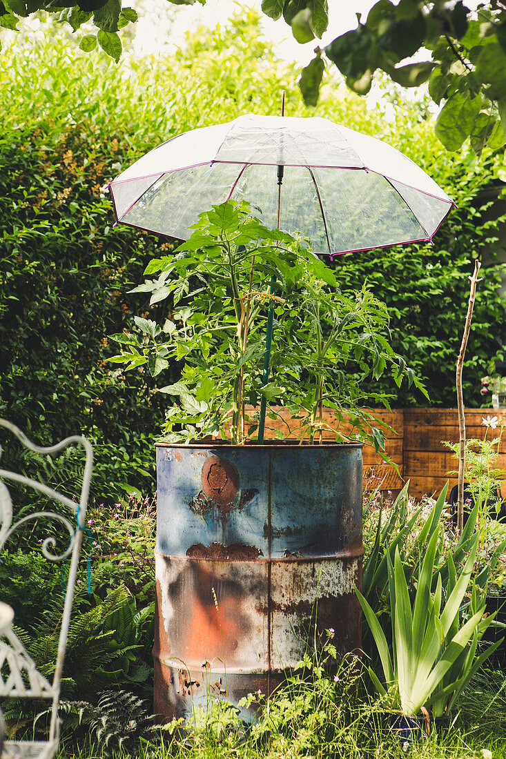 Regenschirm schützt Tomate im Blechfass vor Regen