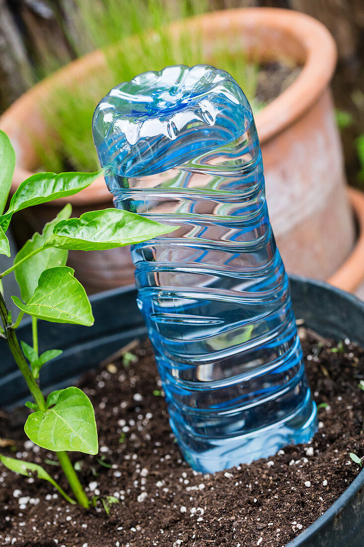 Selbstgemachte Bewässerung mit Plastikflasche