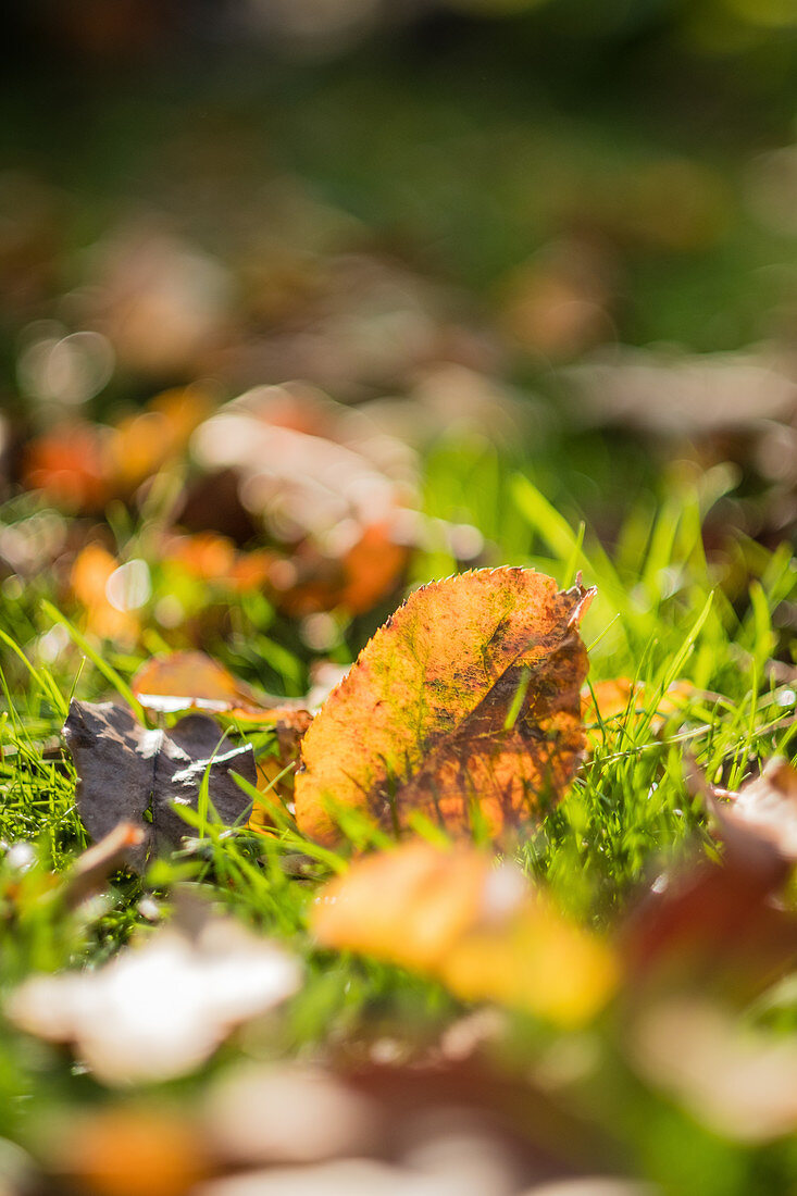 Autumn leaves on lawn